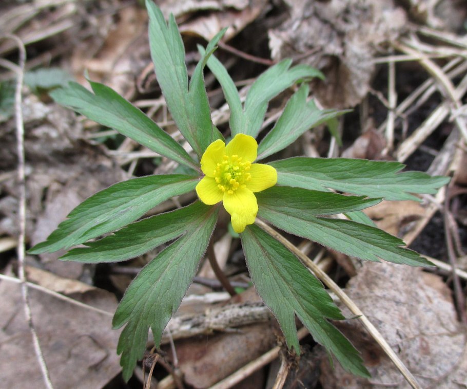 Ranunculus flammula корни