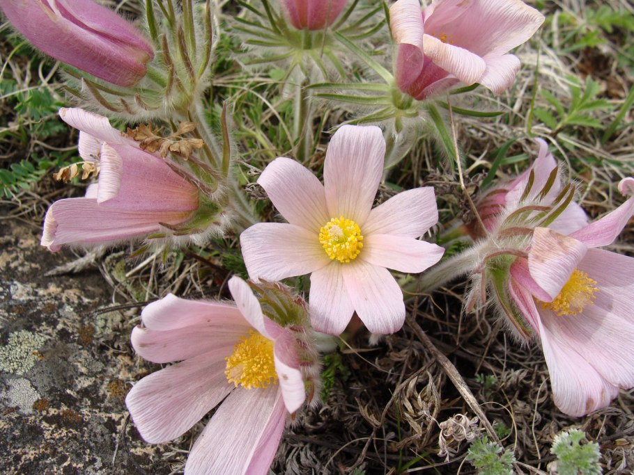 Eranthis longistipitata