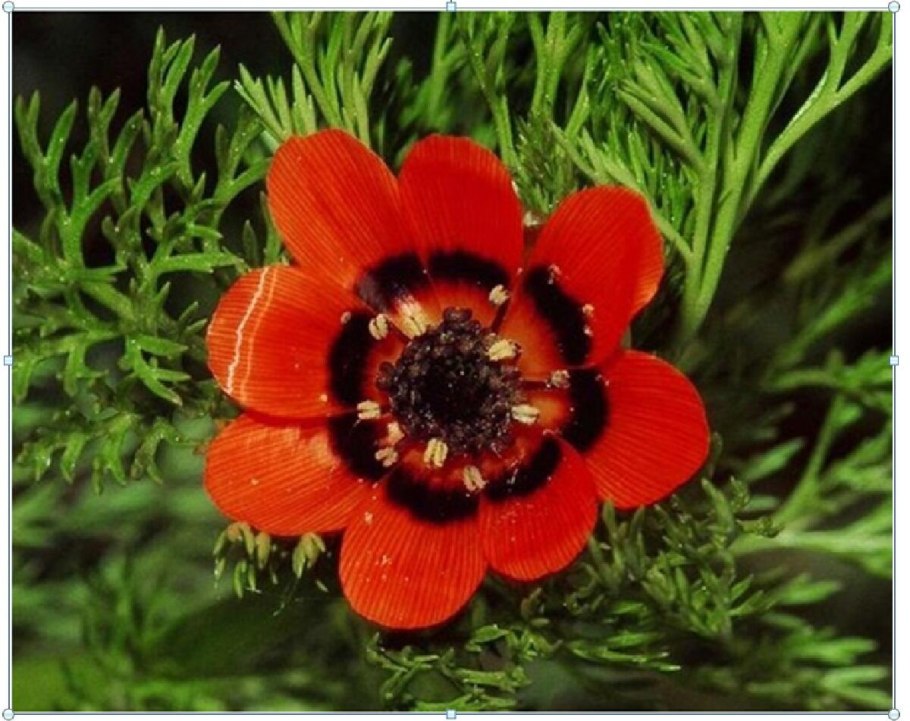 Лютик ползучий