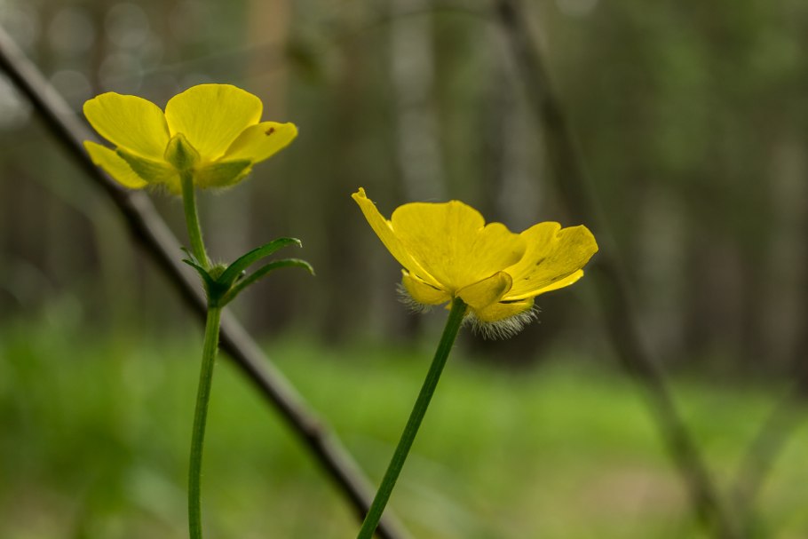 Ranunculus polyrhizos.