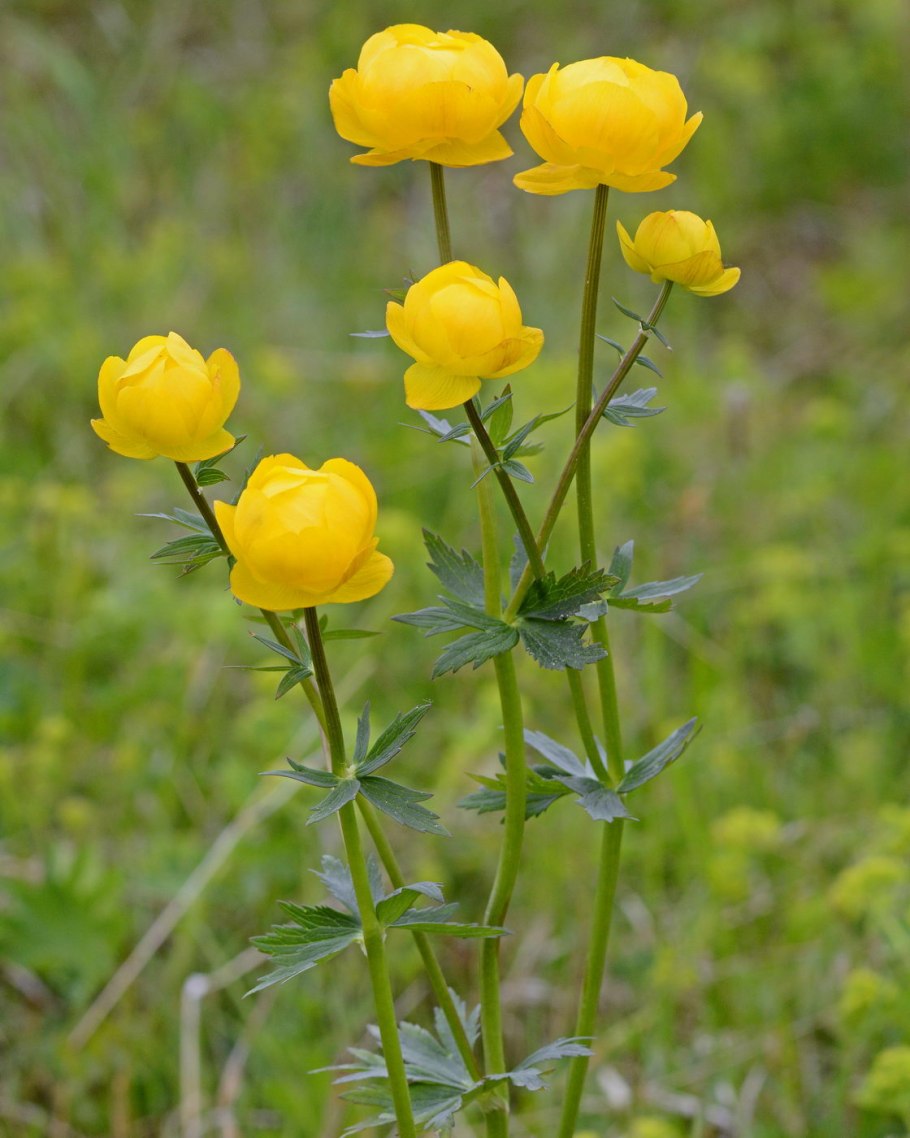 Ranunculus muricatus