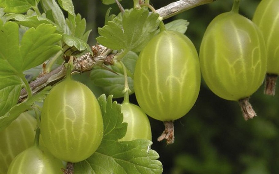 Крыжовник Хиннонмаки Грин