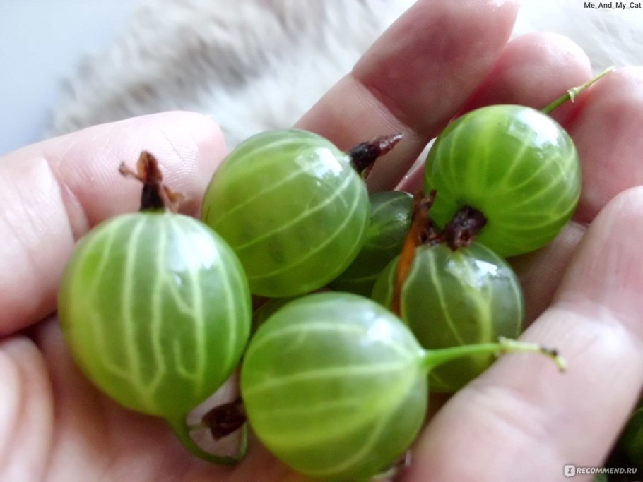 Сорт крыжовника Юбилейный