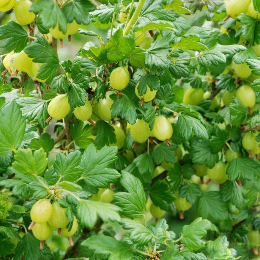 Сорт крыжовника шалун