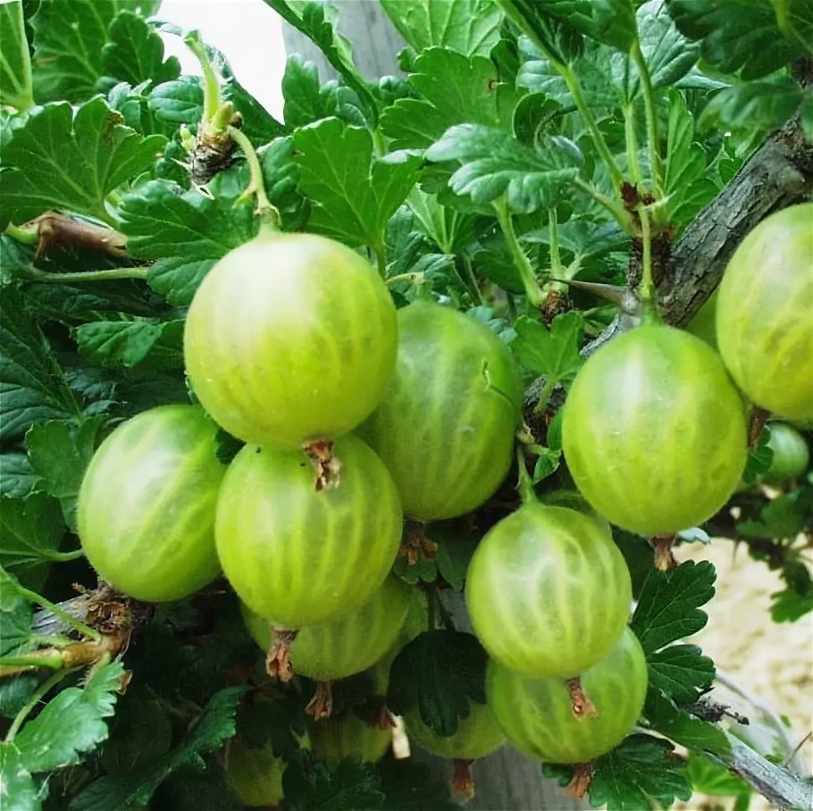 Крыжовник Авенариус