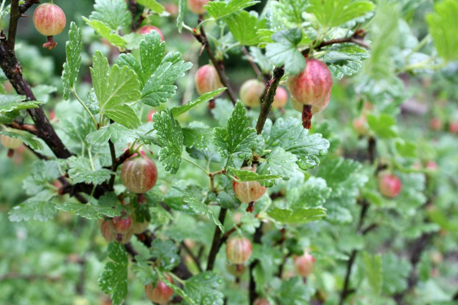 Крыжовник Родник ВНИИСПК