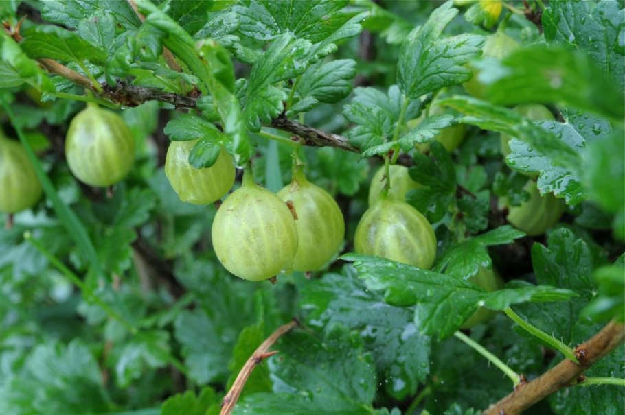 Черный крыжовник