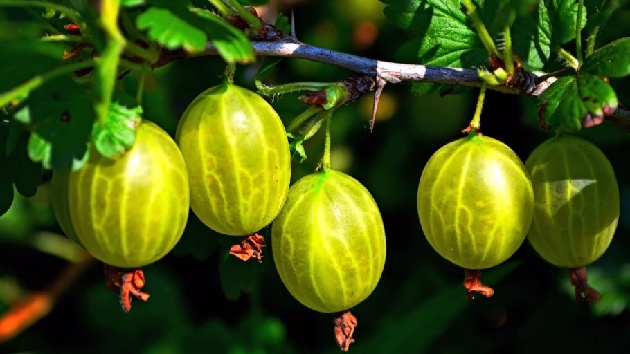 Крыжовник hinnonmainen keltainen