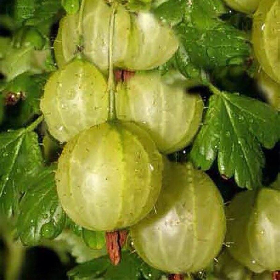 Сорт крыжовника Хиннонмаки Грин