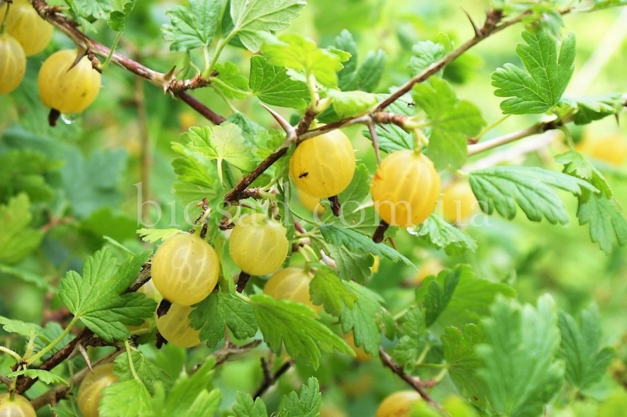 Гвоздями висит крыжовник