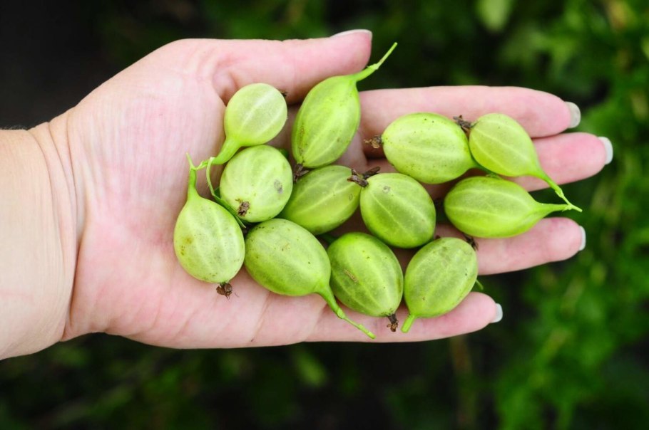 Крыжовник сорт Уральский изумруд