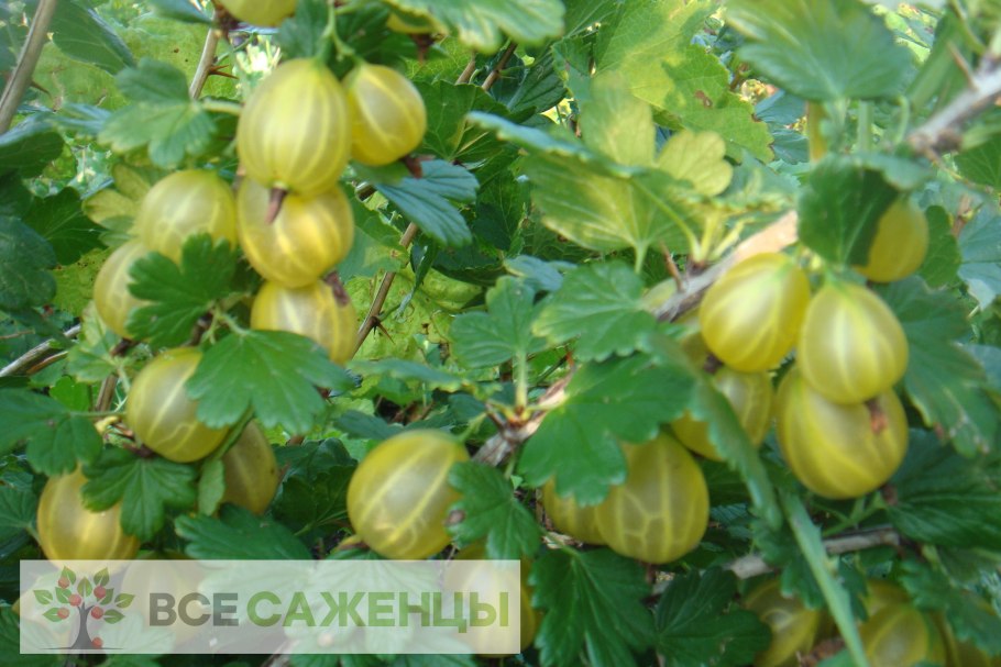 Крыжовник сорт Садко