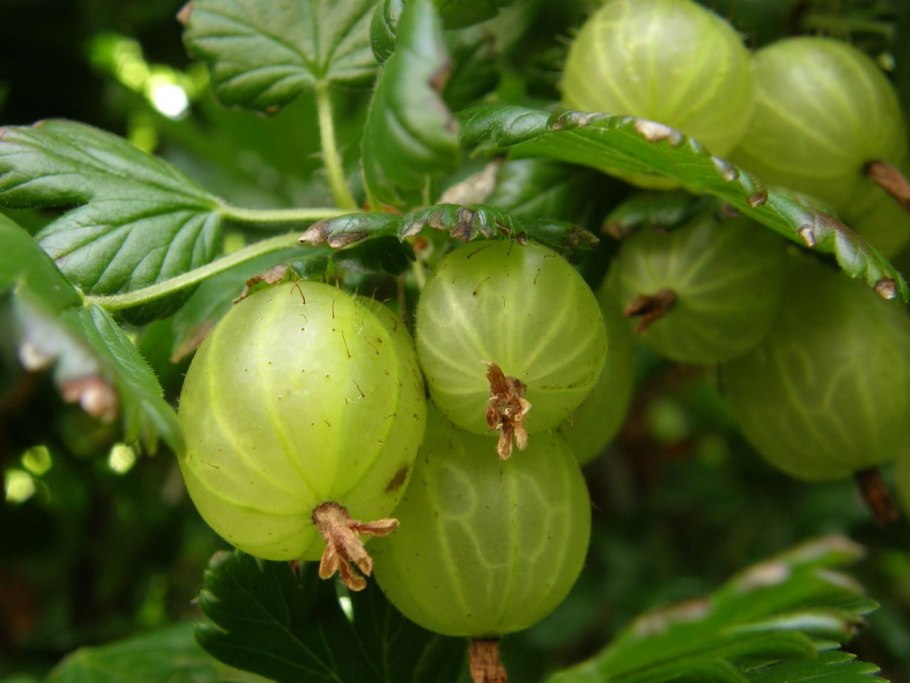 Крыжовник обыкновенный (ribes UVA-crispa)
