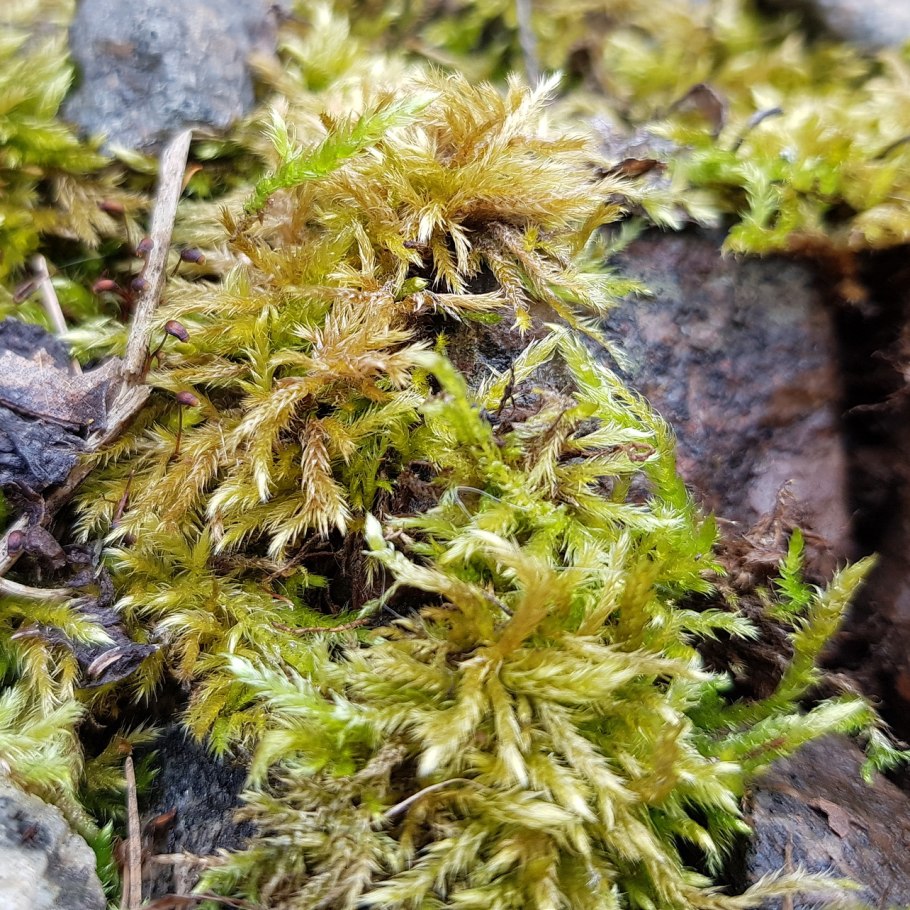 Антоцеротовые мхи Ленинградской области