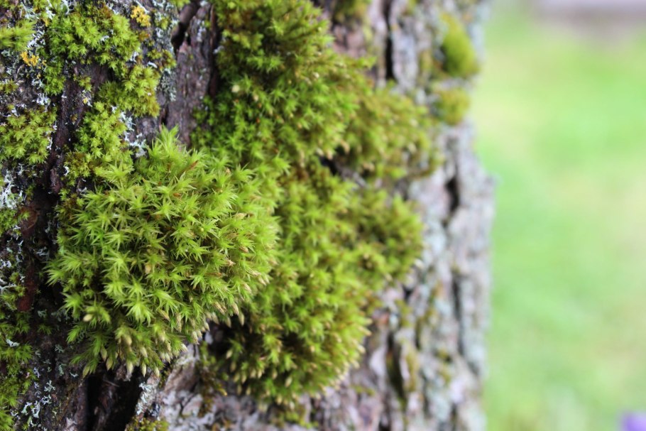 Мох Кукушкин лен