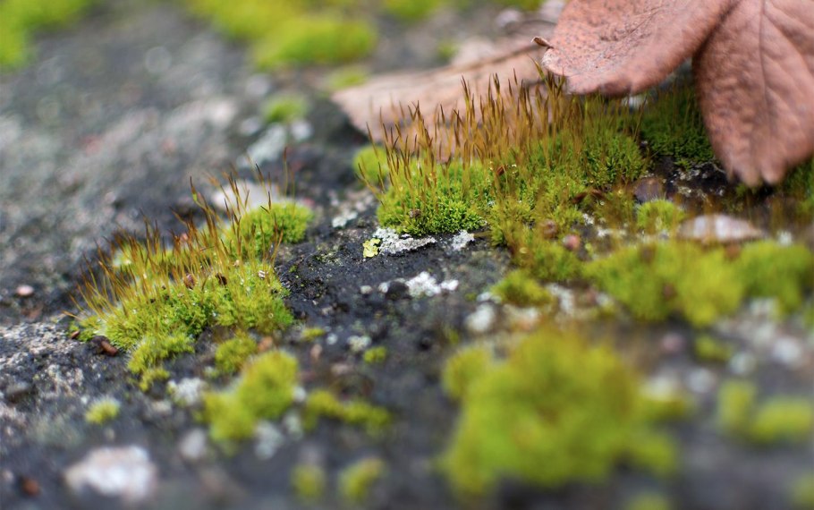 Мох Катаринея