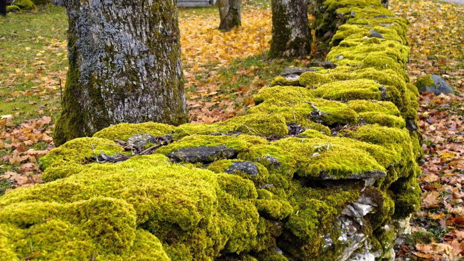 Мох Катаринея