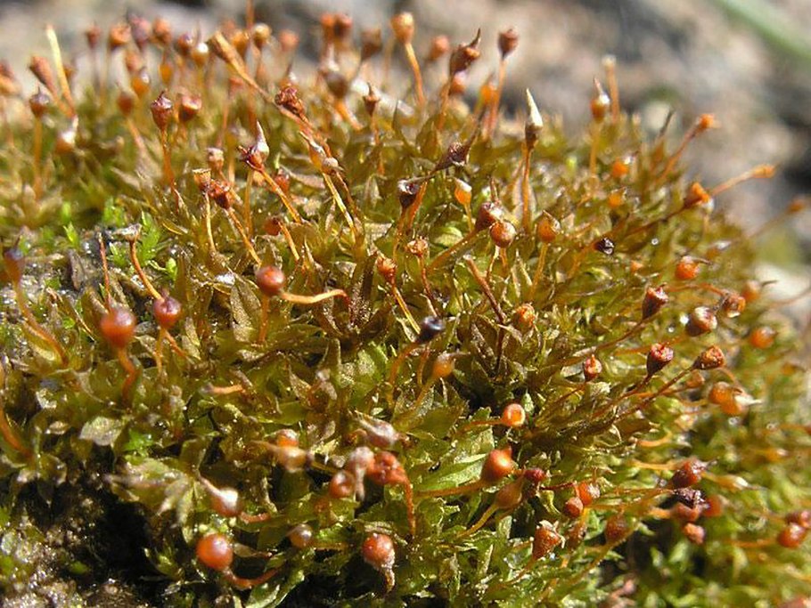 Листостебельные мхи Карелия