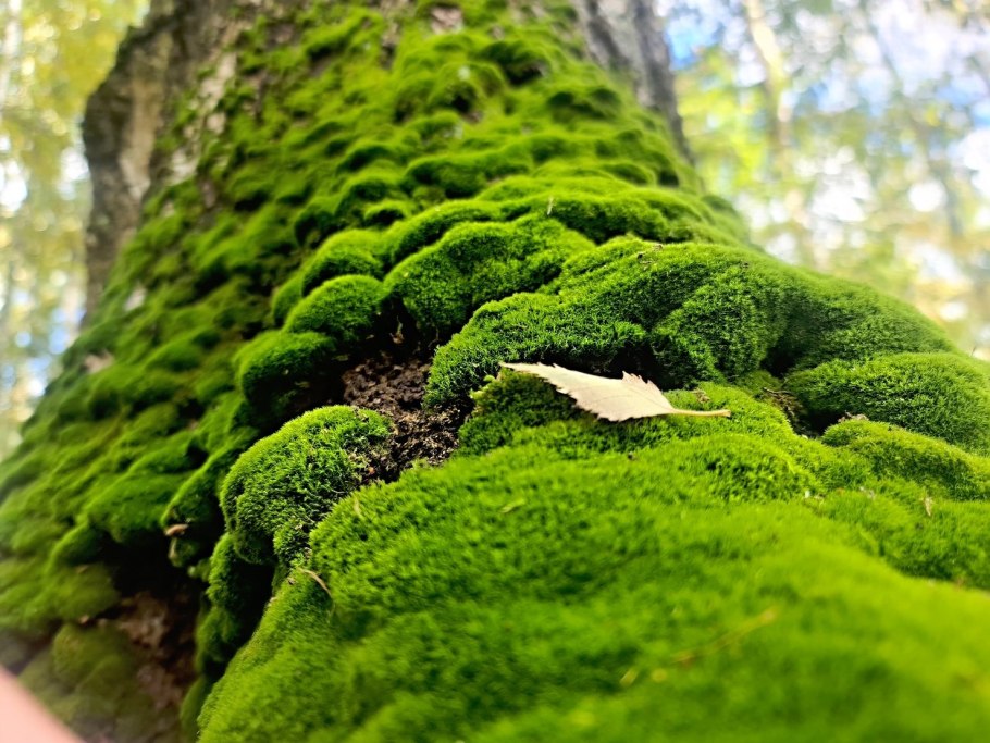 Сибирские лишайники и мох