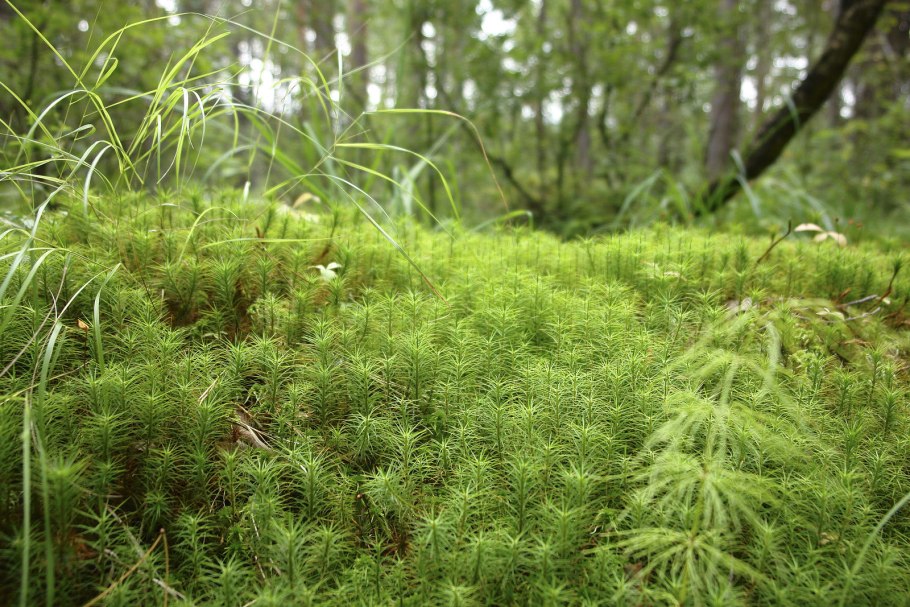 Сибирские лишайники и мох
