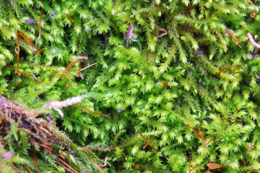 Листостебельные мхи