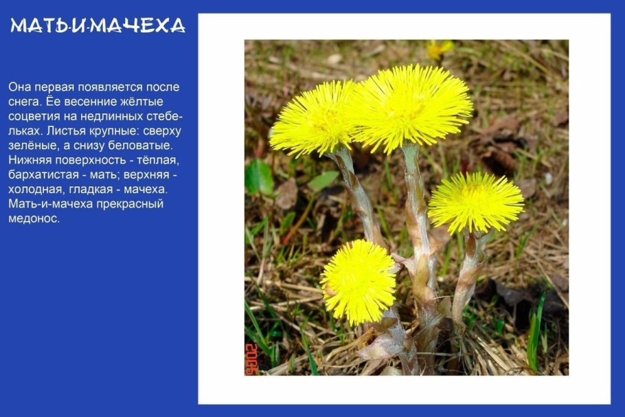 Мать и мачеха соцветие название