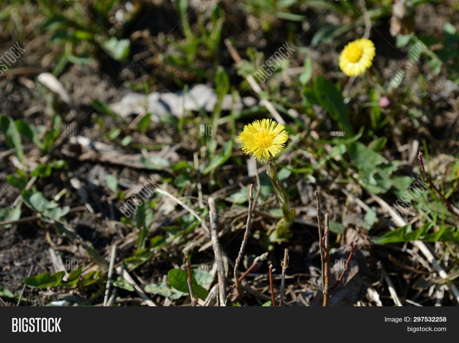 Фото мать-и-мачеха цветок поле