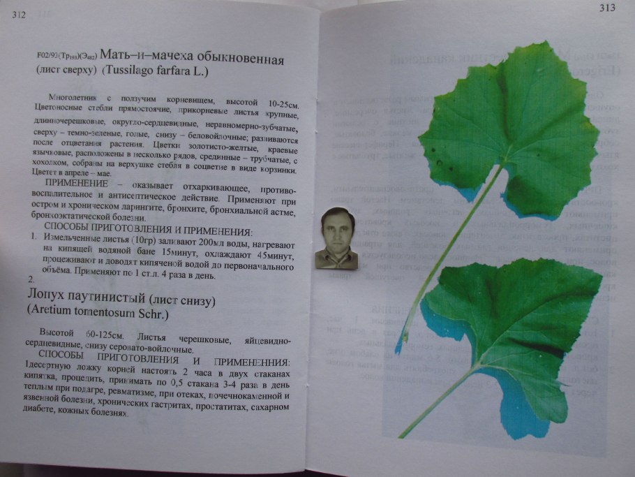 Книга зеленые страницы мать и мачеха