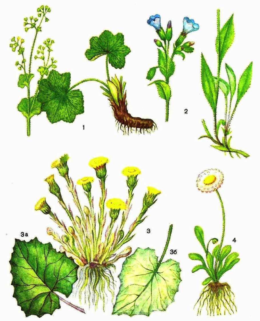 Мать и мачеха стебель