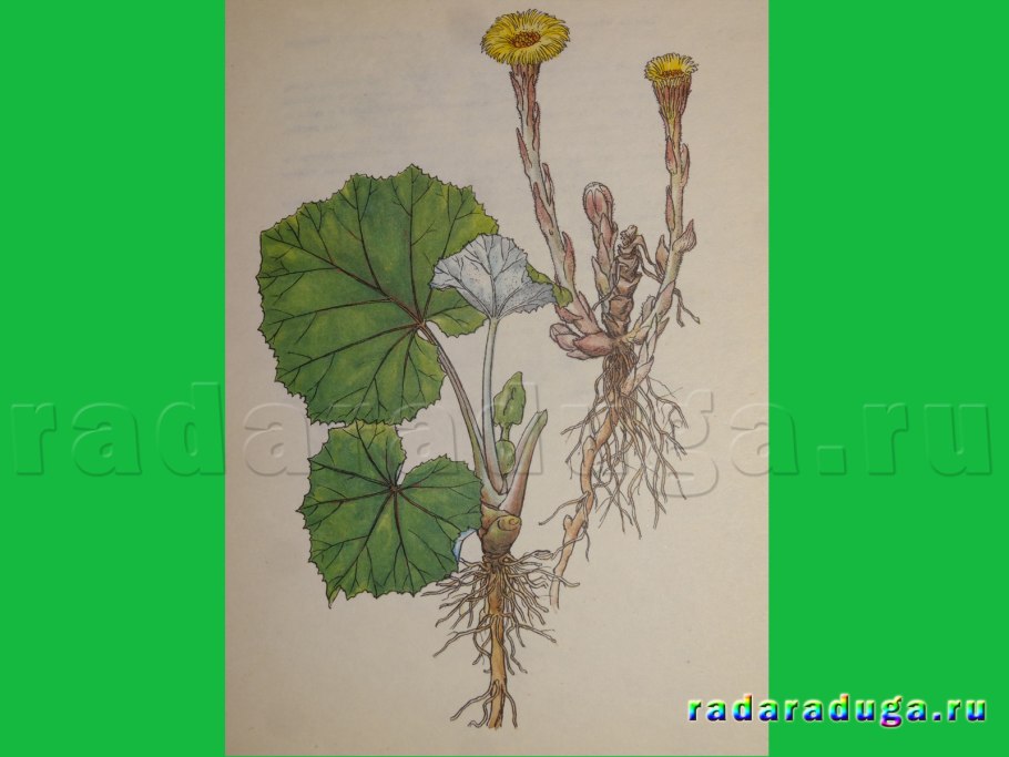 Мать-и-мачеха Плантариум