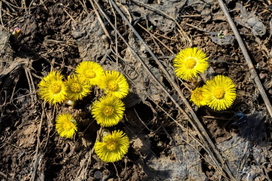 Мать и мачеха сказка