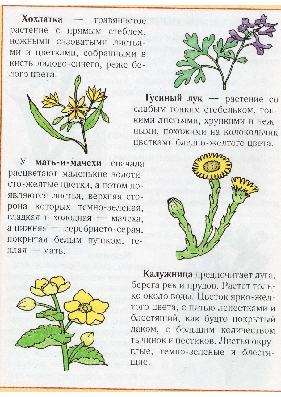 Растение сначала цветок потом листья