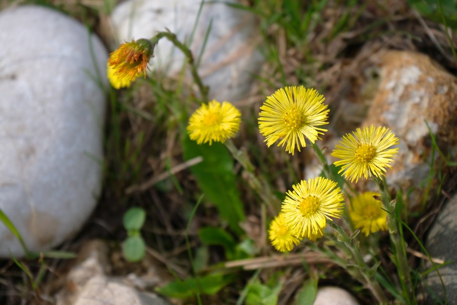 Понаблюдай и запиши когда в этом году зацвели мать-и-мачеха одуванчик