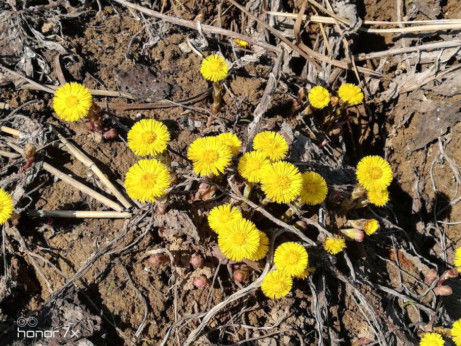Как называется весной собирают горькая