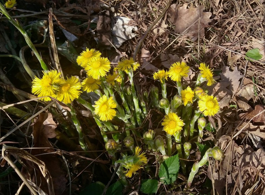 Одуванчики в лесу в Московской области