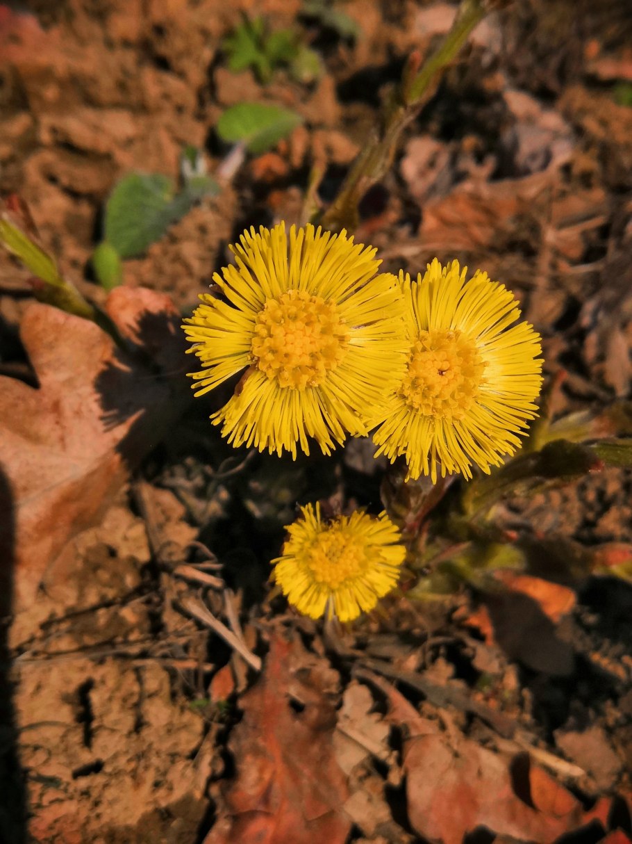 Мать и мачеха обыкновенная