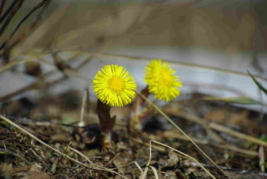 Зацветание мать и мачехи Южно Сахалинск 2022