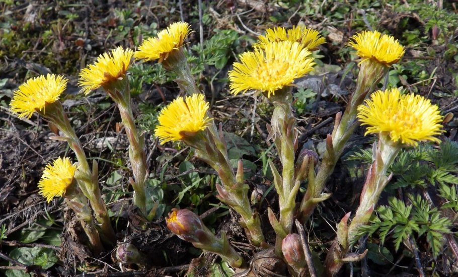 Радужная мать-и-мачеха