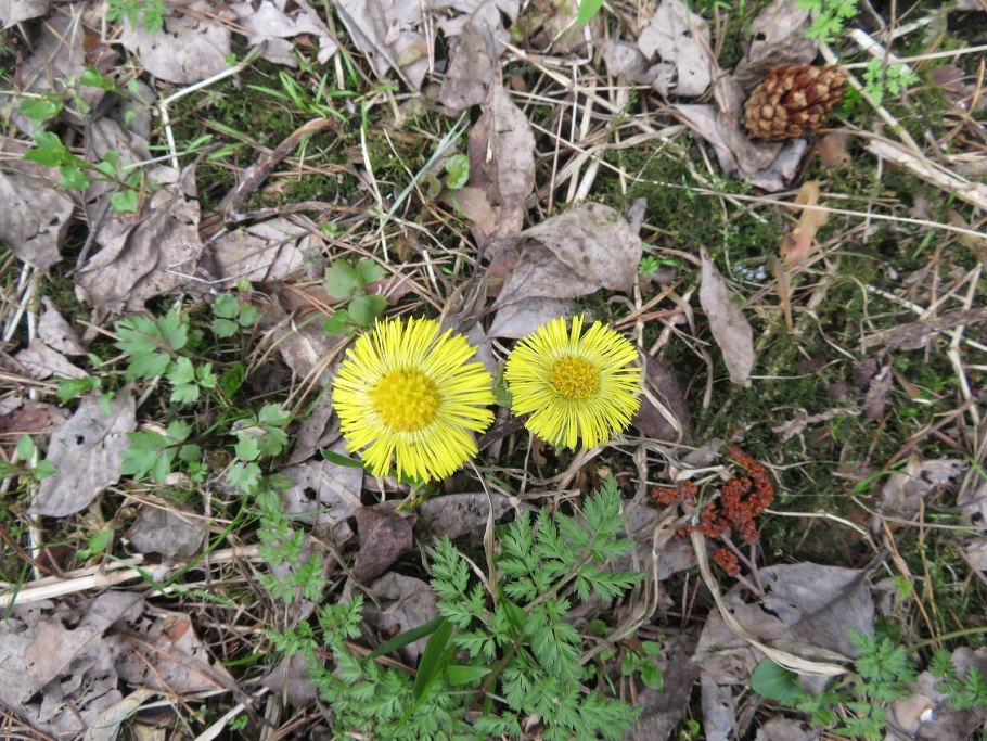 Как выглядит растение мать и мачеха