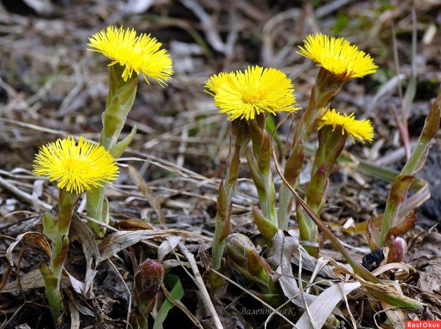 Картинку Цветкова мать и мачеха