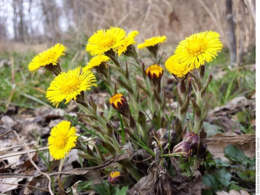 Мать и мачеха растение