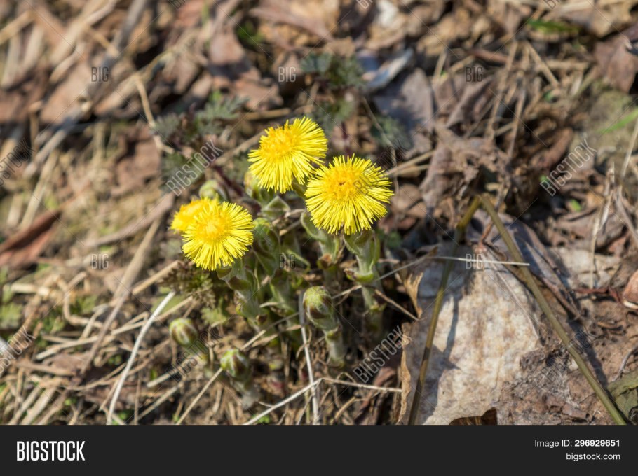 Растение мать и мачеха