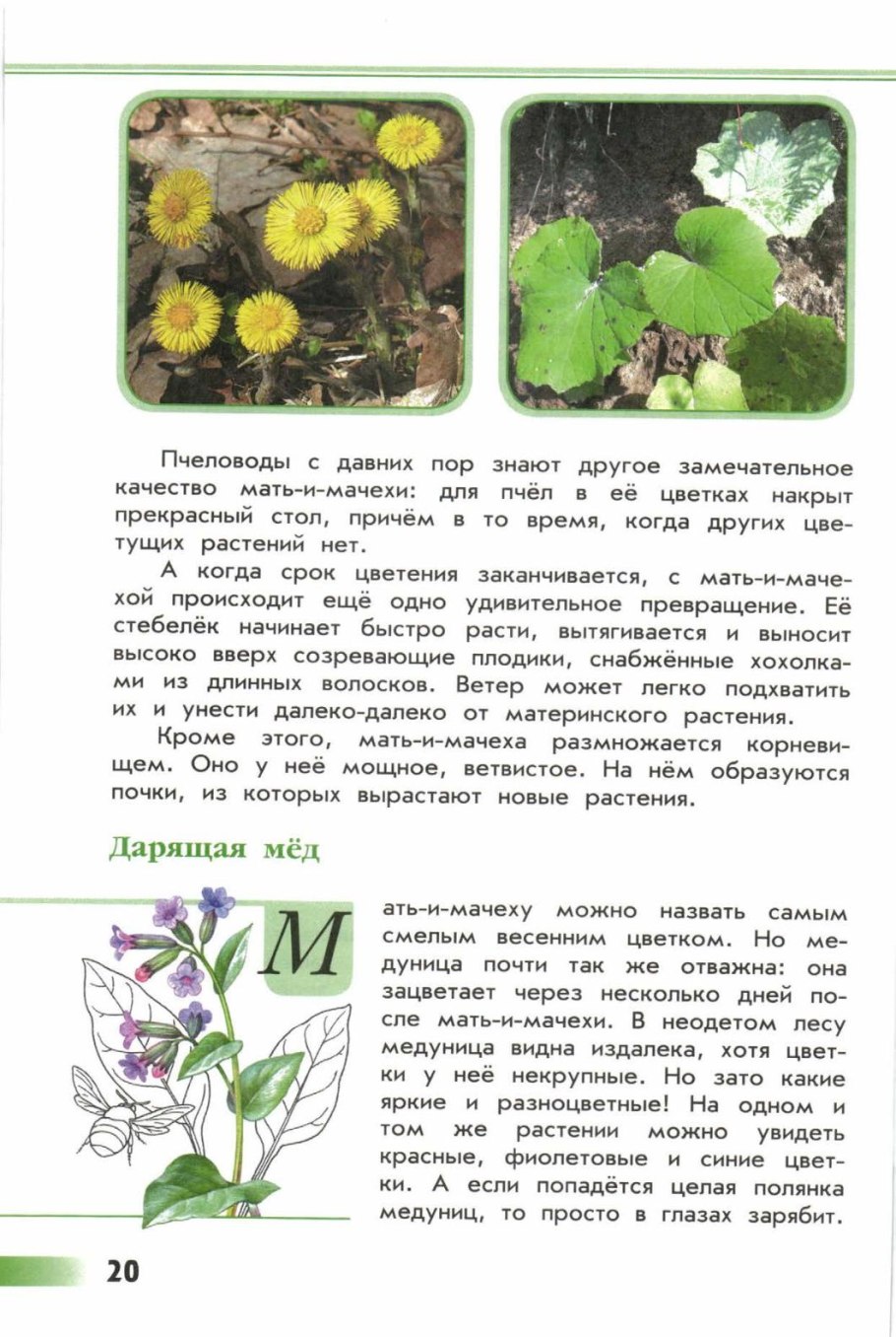 Книга зеленые странички