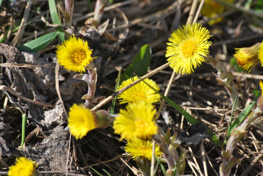 Мать и мачеха сказка