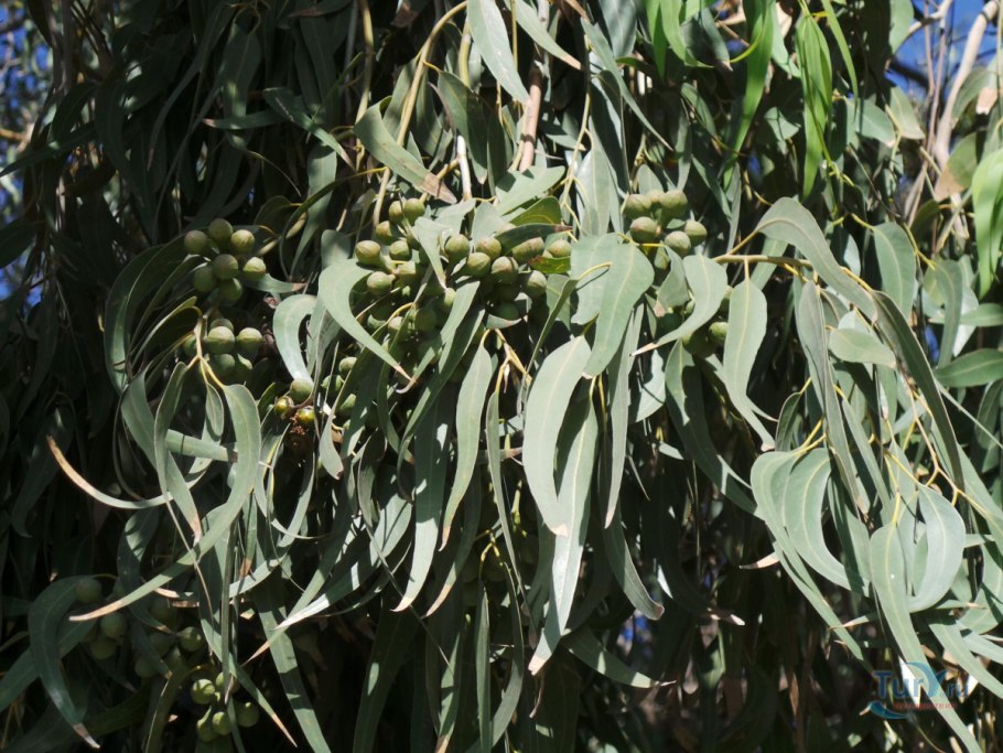 Эвкалипт прутовидный (Eucalyptus viminalis Labill)