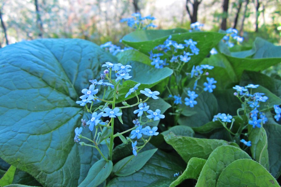 Бруннера macrophylla