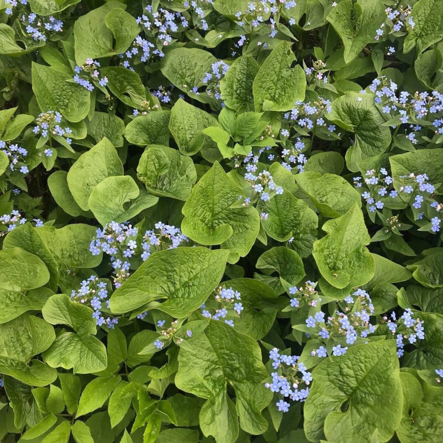 Бруннера крупнолистная Jack Frost