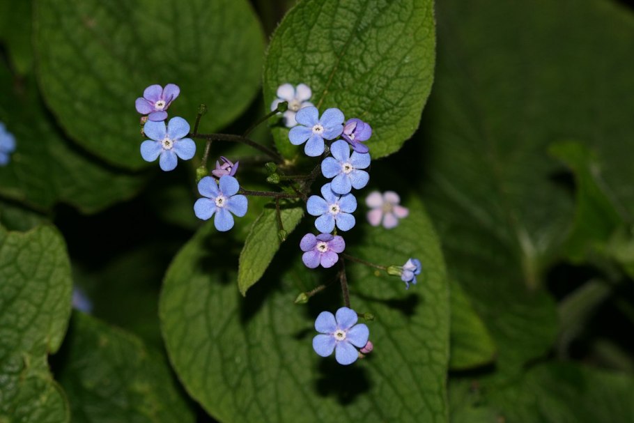 Boraginaceae Brunnera