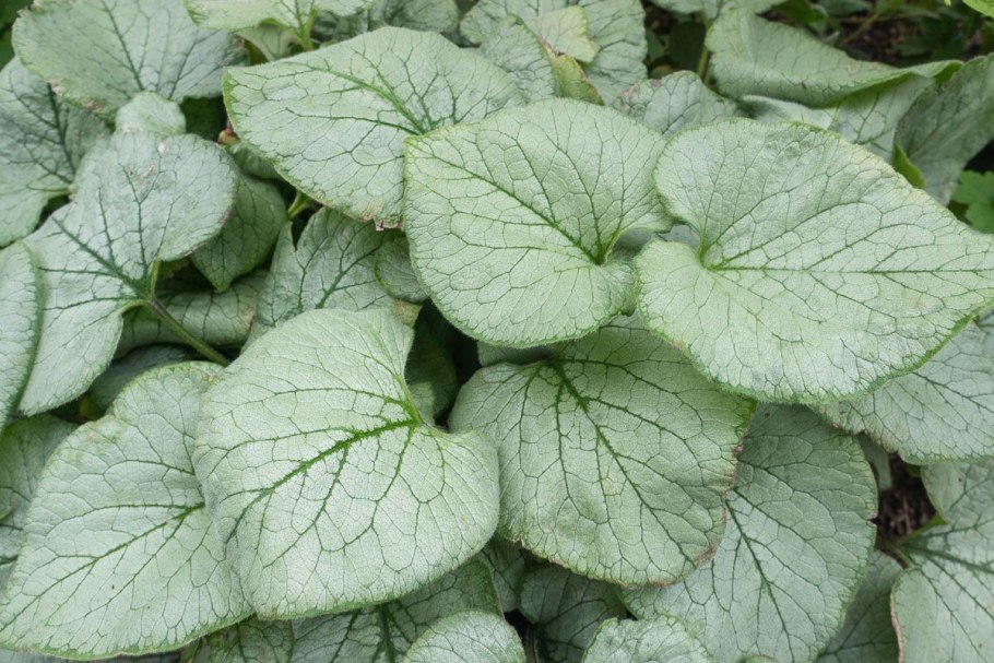 Бруннера Стерлинг Сильвер