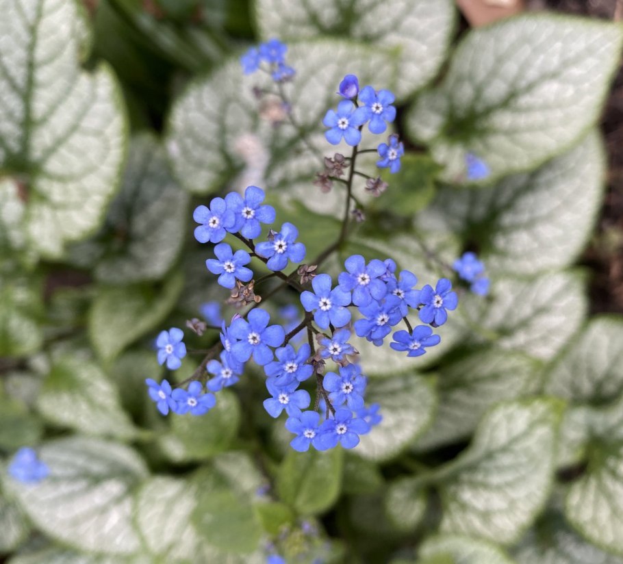 Бруннера крупнолистная Джек Фрост